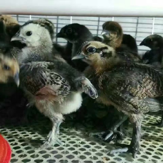 盐边县乌鸡苗
