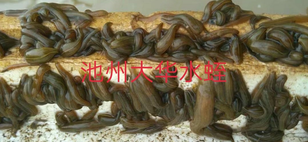 池州宽体金线蛭 水蛭苗