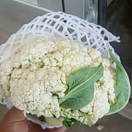 邯郸白花菜花  河北永年有机花菜大量供应中