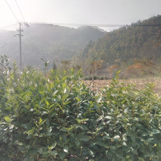 巴东县银杏实生苗