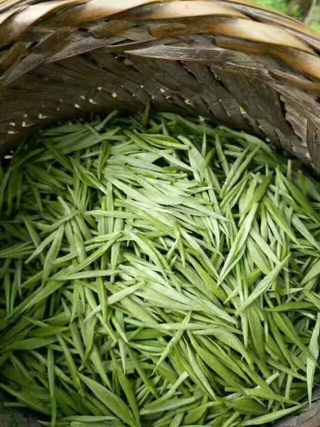 古丈毛尖 一级 盒装