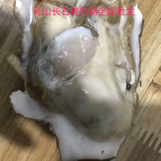 乳山市乳山牡蛎 人工养殖 2-3两/只 