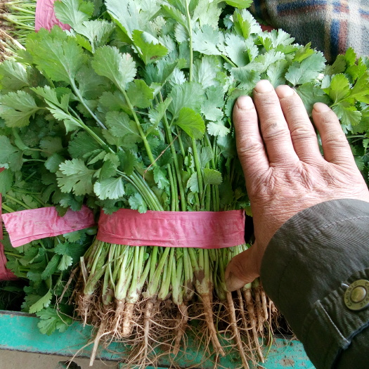 邯郸香菜  河北邯郸各种精品蔬菜大量上市中。欢迎全国各大批发商，