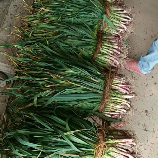 当阳市红根蒜苗 45 - 50cm