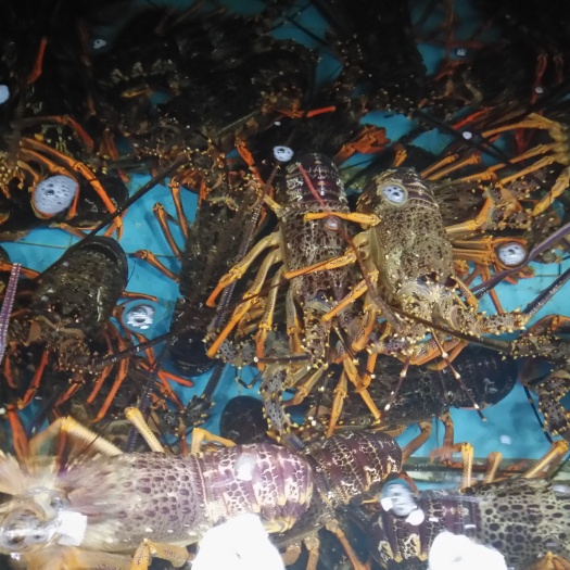 上海澳洲龙虾 上海澳龙纽龙红龙零售批发