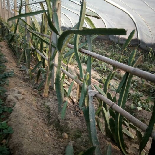 泰安红皮红肉火龙果苗