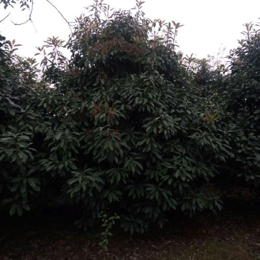 肥西县中华石楠