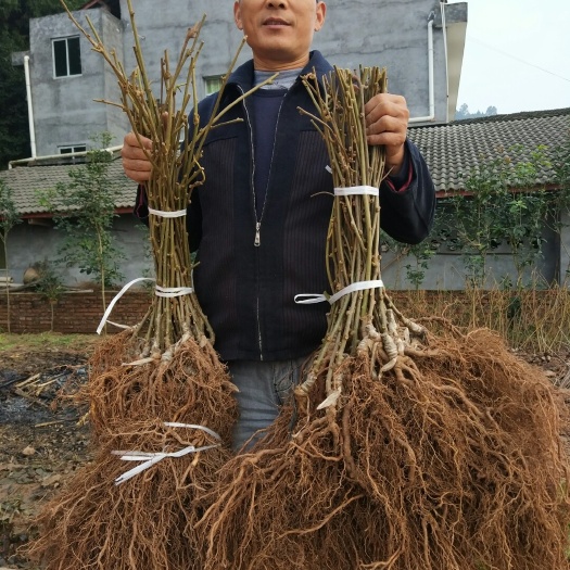 苍溪县红阳猕猴桃苗 嫁接苗 