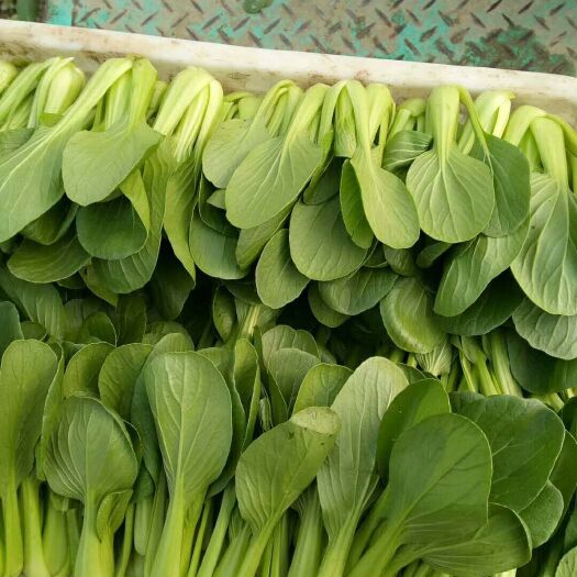 建湖县北方小油菜 1两以下
