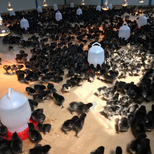 南宁绿壳蛋鸡苗 