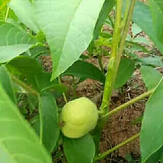 简阳市香玲核桃苗 
