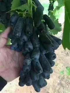 平邑县甜蜜蓝宝石葡萄苗 