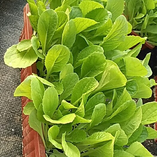 莘县盆栽油麦菜 30~35cm以上
