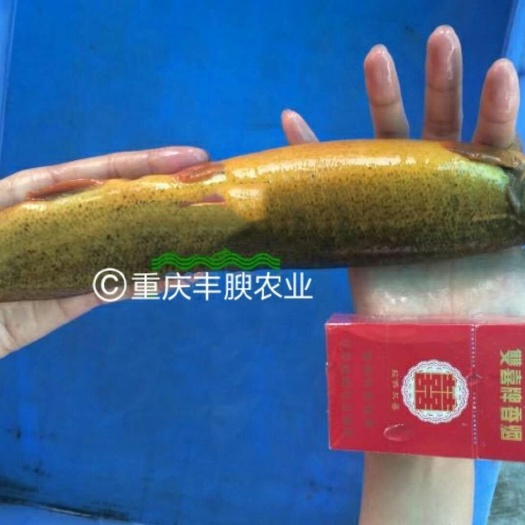 泥鳅苗 泥鳅