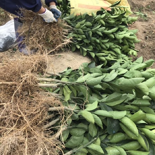 安远县纽荷尔脐橙苗