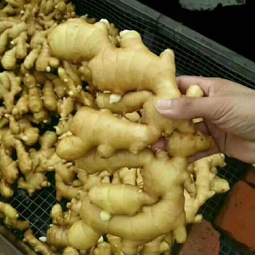 沂南县小黄姜 带土 4两以上