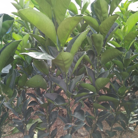 道县纽荷尔脐橙苗 嫁接苗 0.5~1米 