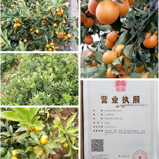容县脆皮金桔苗