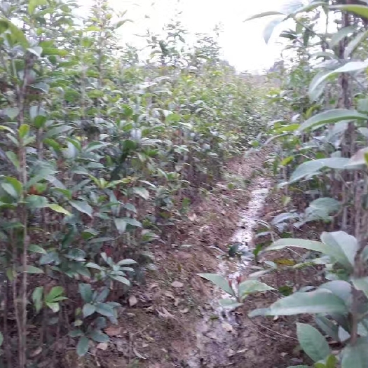 九江八月桂 江西精品桂花基地批发