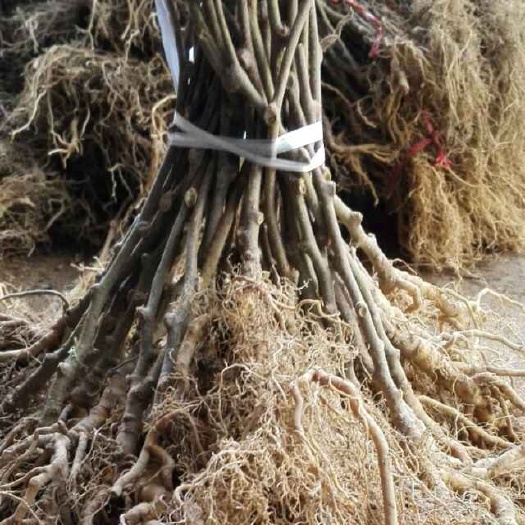 苍溪县苍溪红心猕猴桃苗 嫁接苗