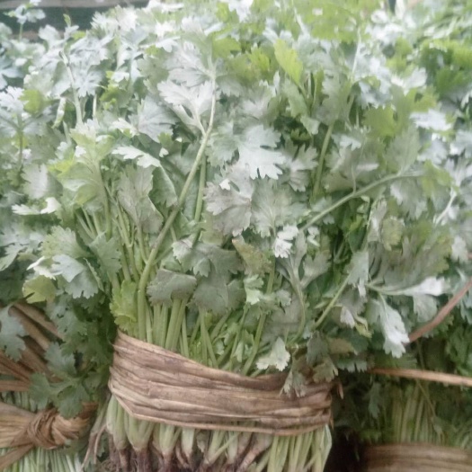 大叶香菜 25~30cm