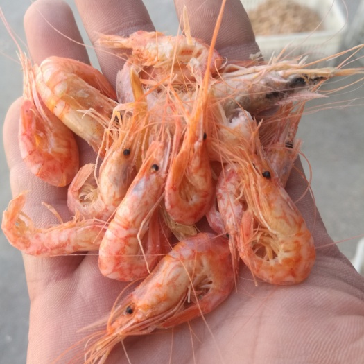 滨州红虾