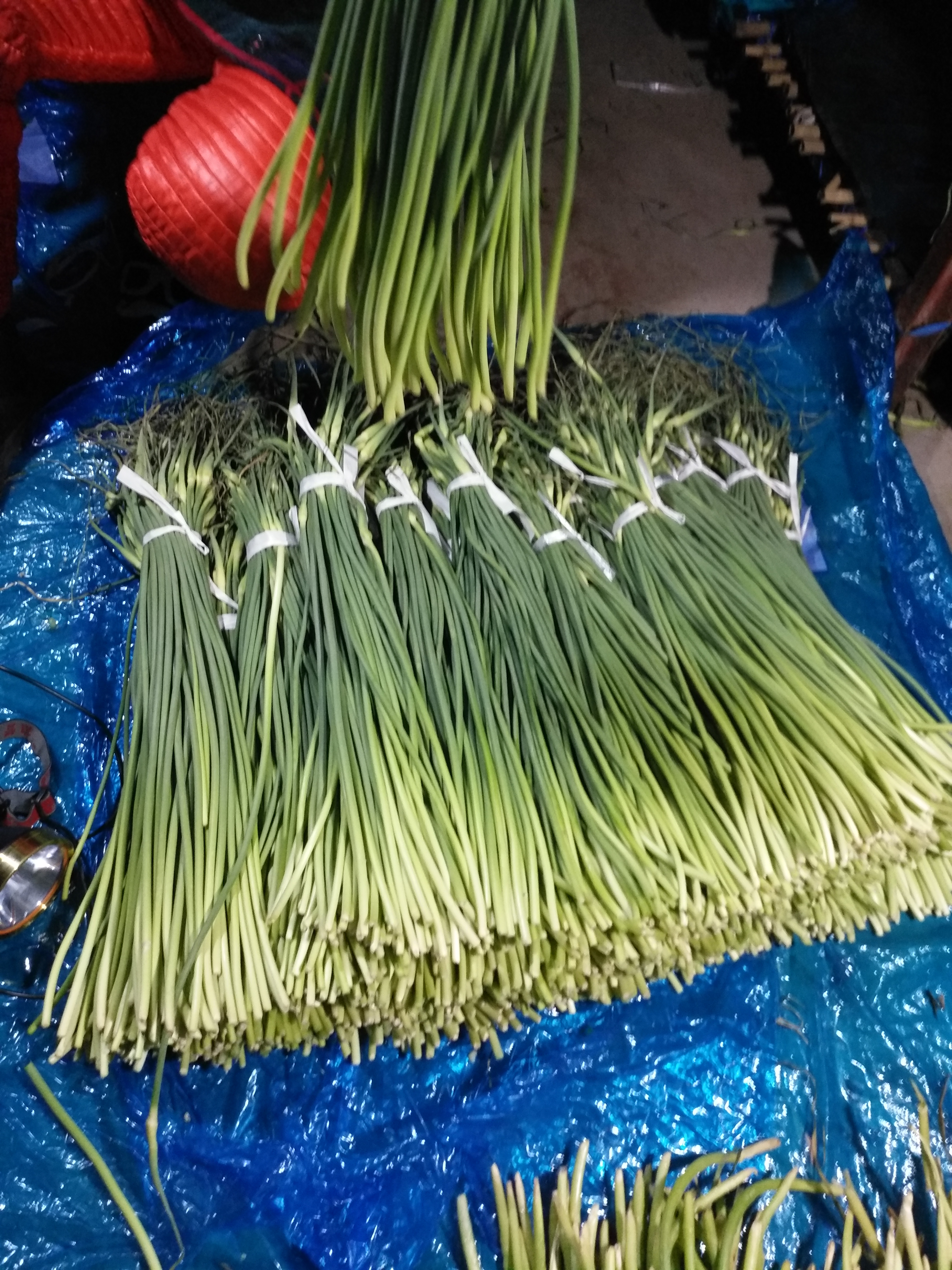 白帽蒜薹 一茬 60~70cm 通货