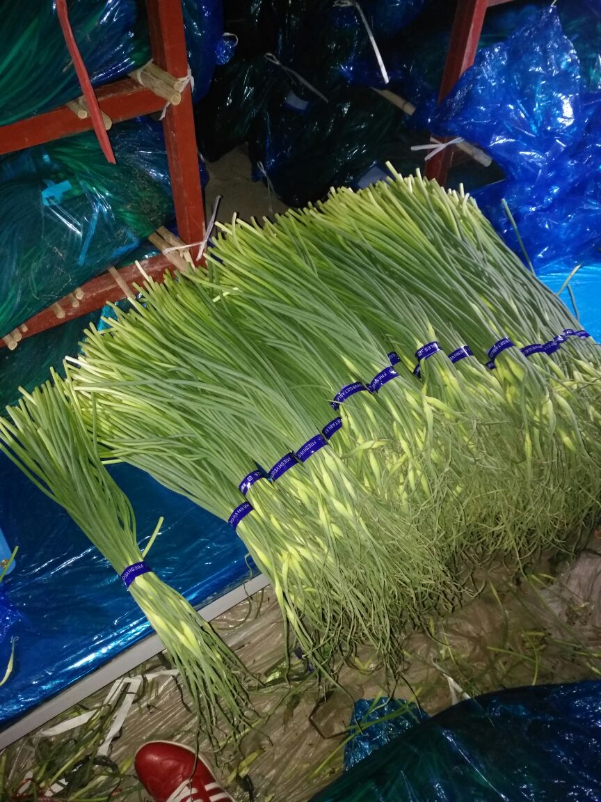 白帽蒜薹 一茬 60~70cm 通货