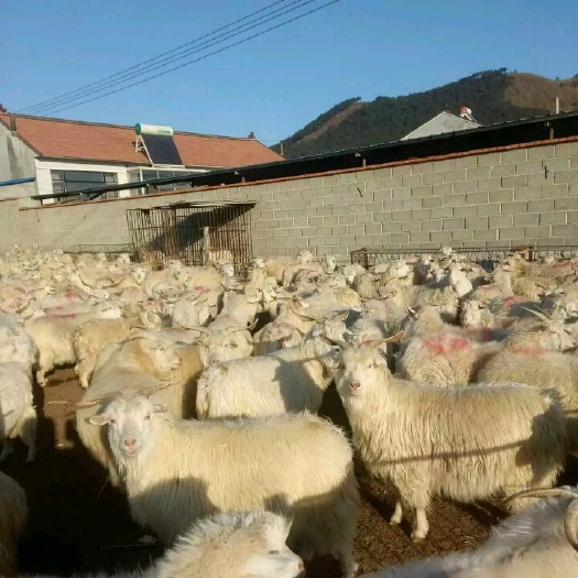 盖州市绒山羊肉羊