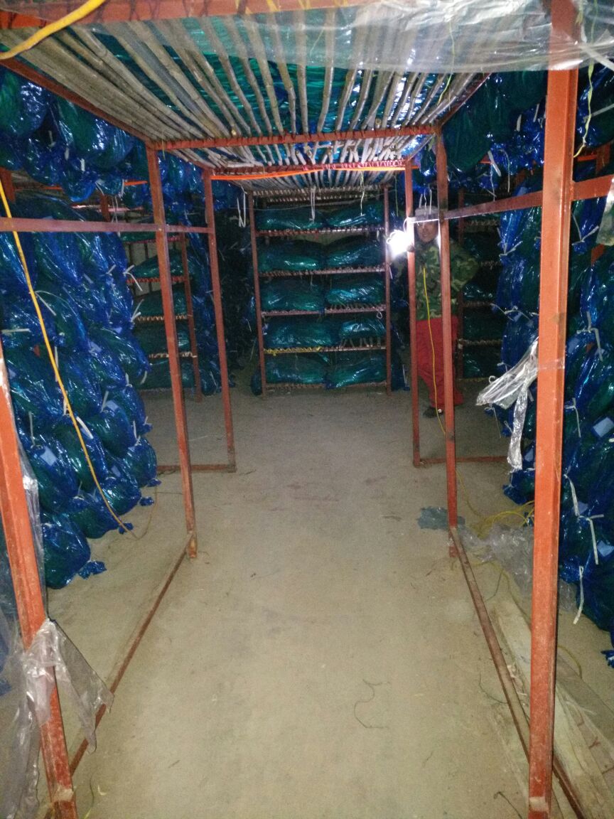 白帽蒜薹 一茬 60~70cm 通货