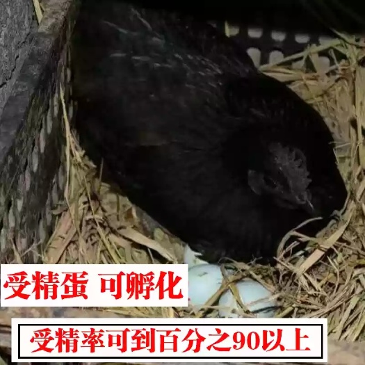 邻水县绿壳蛋  五黑一绿鸡种蛋受精蛋可孵化乌骨鸡苗长尾观赏宠物散养五黑鸡