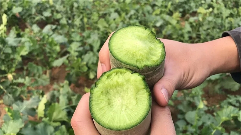 潍坊 潍县萝卜 水果萝卜 产地直销 实地看货 青茬脆甜电商批发零售