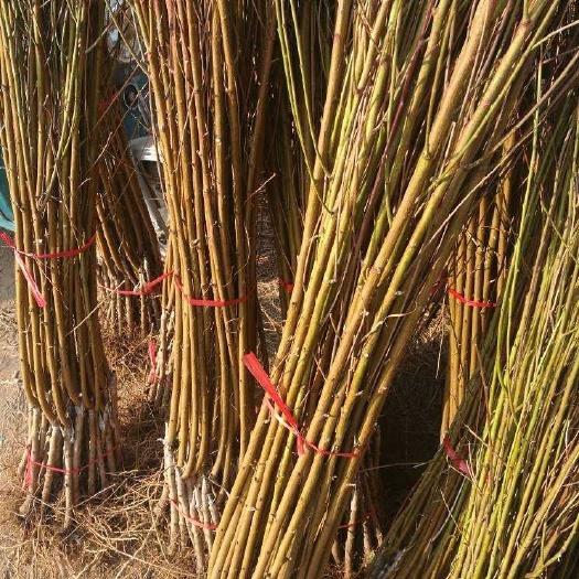早露蟠桃苗  0.5~1米 纯正嫁接种苗保证纯度
