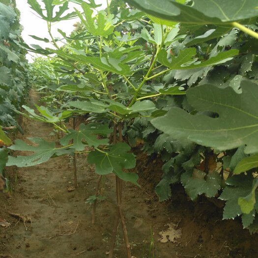 泰安布兰瑞克苗 基地直销无花果苗 布兰瑞克 波姬红 金傲芬 斯特拉 芭劳奈