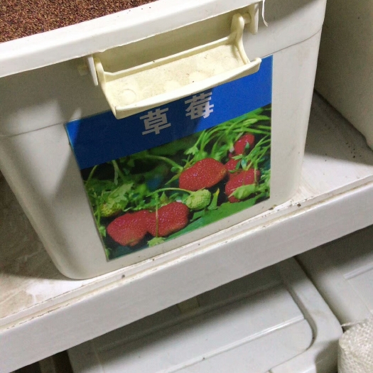 草莓种子