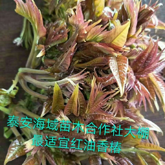 泰安红油香椿苗  香椿苗