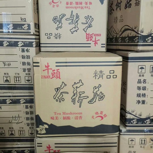 福州广昌3号茶树菇  茶树菇