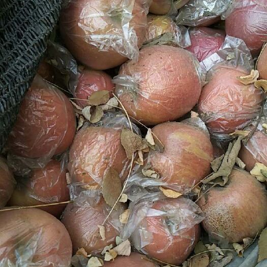 山东潍坊膜袋红富士苹果大量供应中货源充足