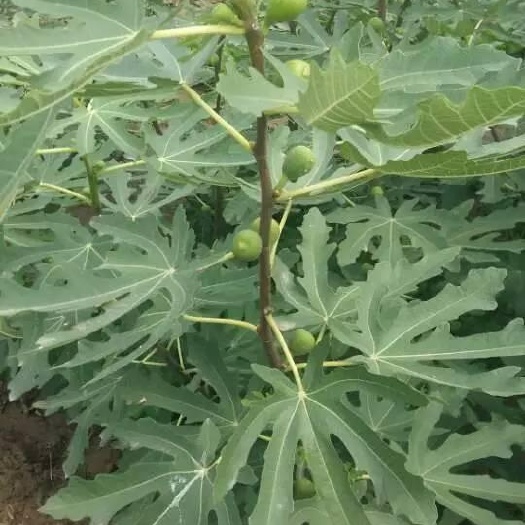 泰安布兰瑞克 