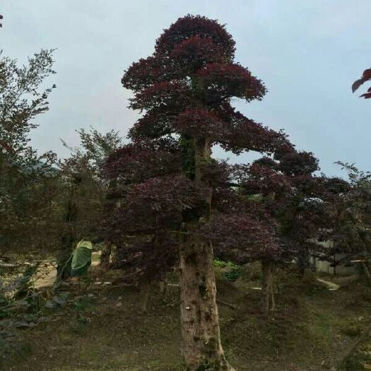 浏阳市造型红继木桩
