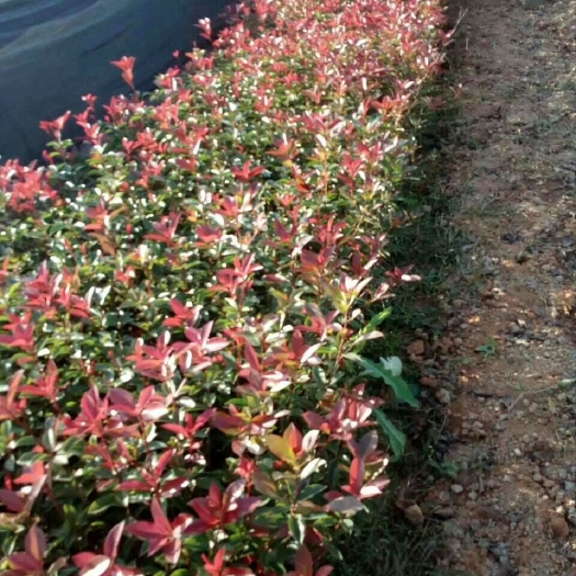 浏阳市红叶石楠