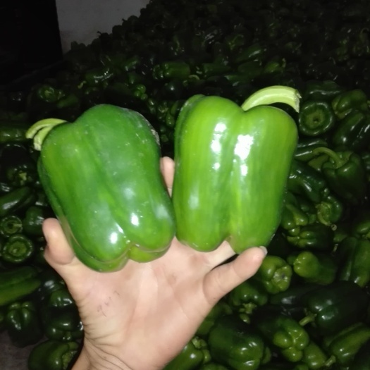 临高县圆椒 5~10cm 甜辣 靑色