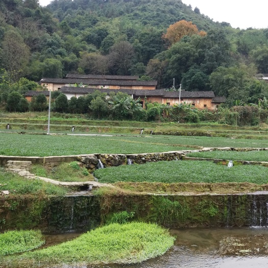 大叶豆瓣菜