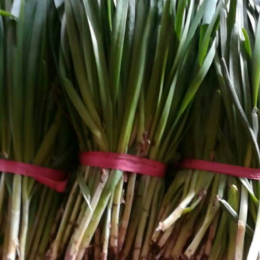 汉中韭王 头茬 20~30cm 