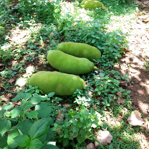 海口海南菠萝蜜 30斤大果