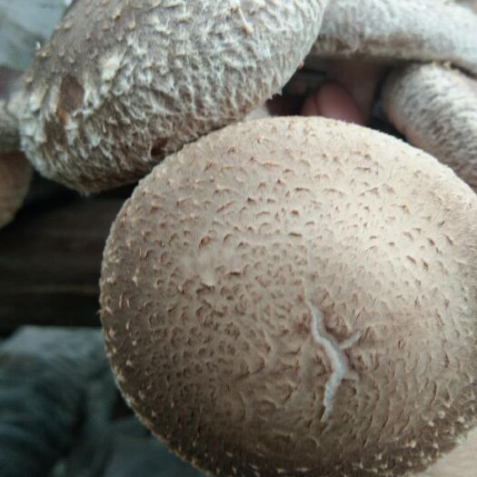 安康香菇9608  陕西大型香菇基地直发精选鲜香菇，长期有货