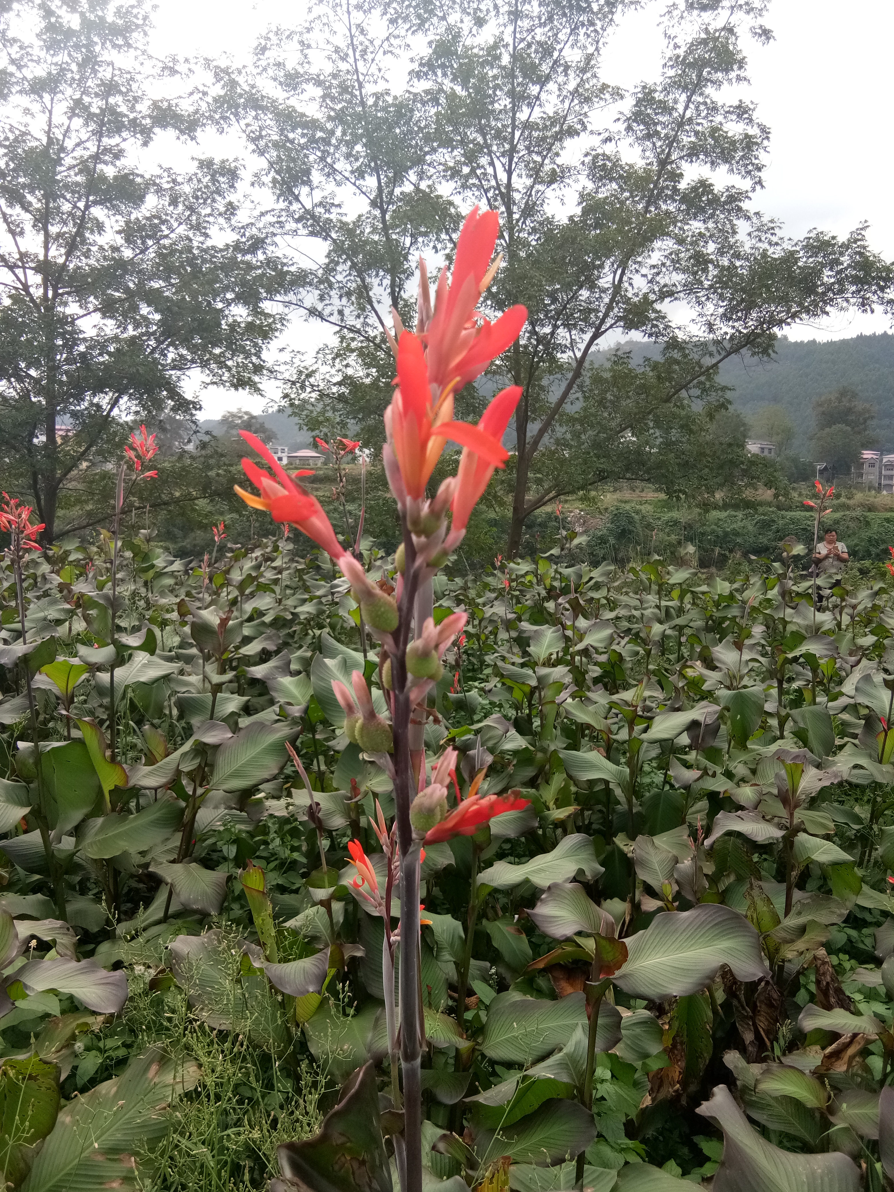 芭蕉芋淀粉  天然