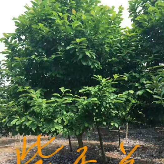 九江 江西精品紫玉兰基地批发