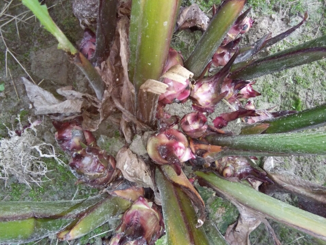 芭蕉芋淀粉  天然