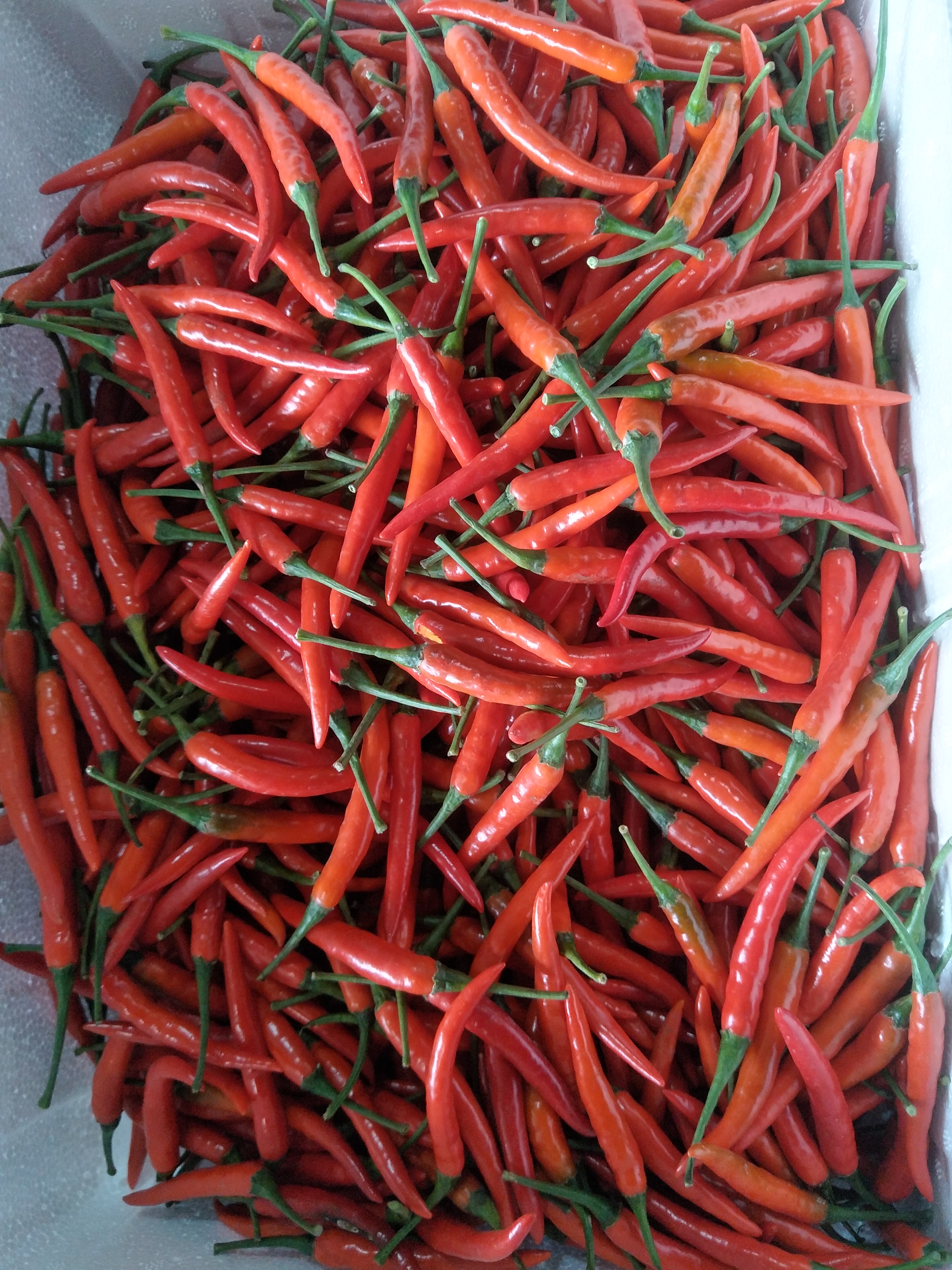 小米椒 5~10cm 红色 特辣 